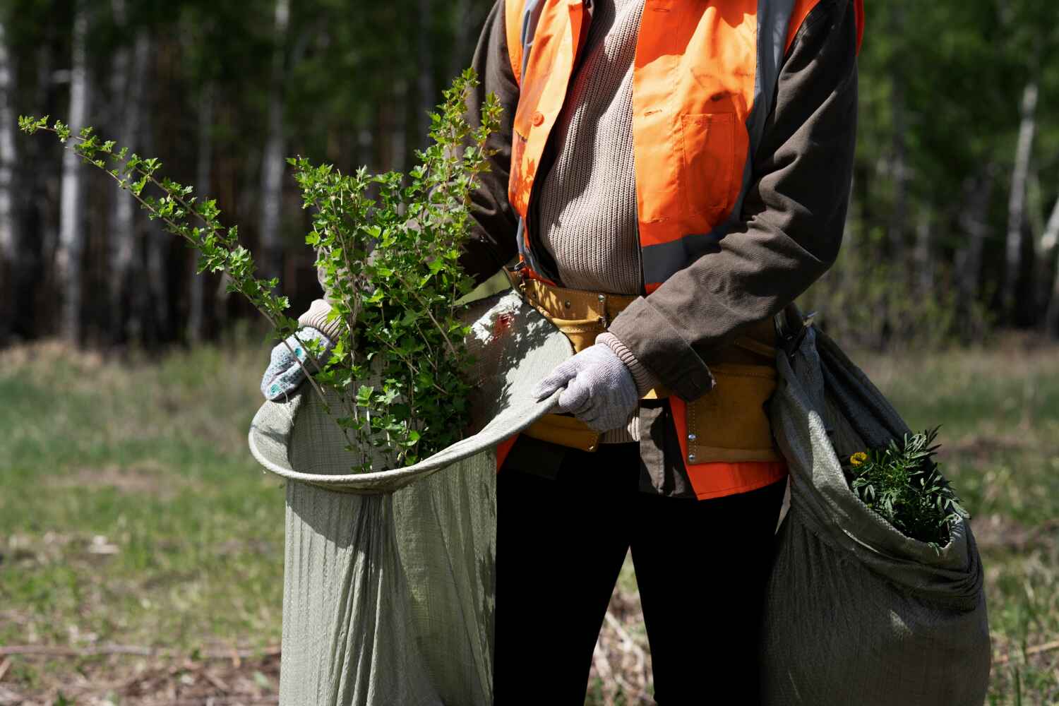 The Steps Involved in Our Tree Care Process in Sitka, AK